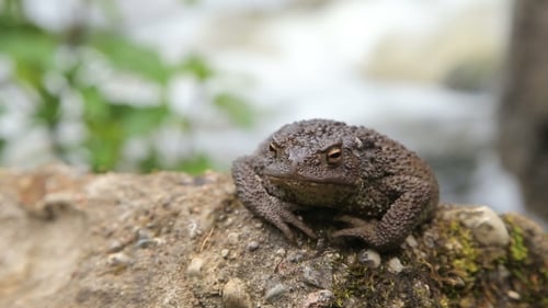Toad Basking on the Rock