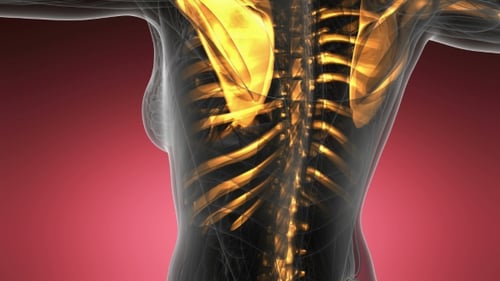 3D Medical Animation of Human Body Skeleton Scan