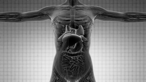 Anatomy Tomography Scan of Human Body