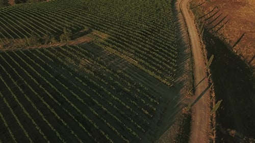 Drone Footage of Vineyards in Tuscany Region