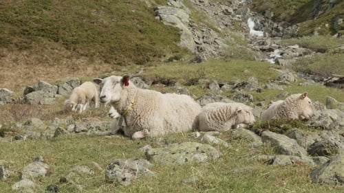 Sheeps in the Mountains of Norway