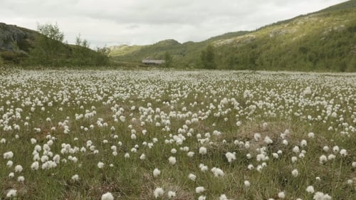Campo de algodón en las montañas.
Noruega