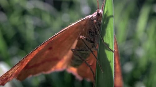 Close Up Macro of Moth on Leaf