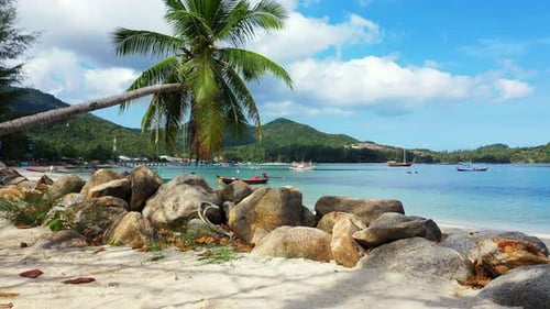 Peaceful exotic beach with palm tree bent over limestone cliffs on side of white sand washed by calm