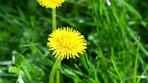 Flower Dandelion Blossom in a Meadow