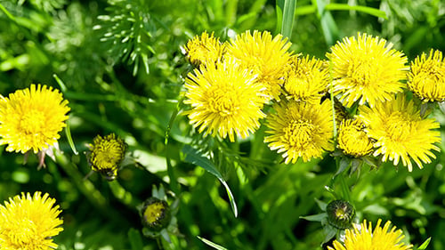 Blumen Löwenzahnblüten auf einer Wiese