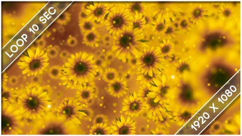 Blumen Sonnenblume Show 1