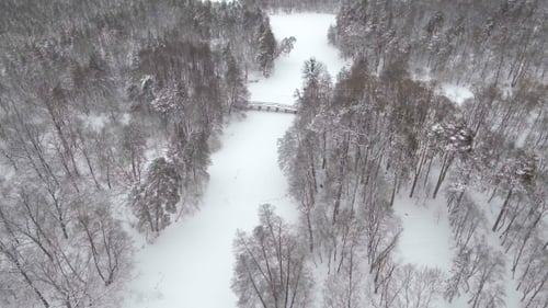 Aerial Frozen Pine and Fir Trees in the Snow in Winter. Many Trees, Wood. Thick Forest Aerial View