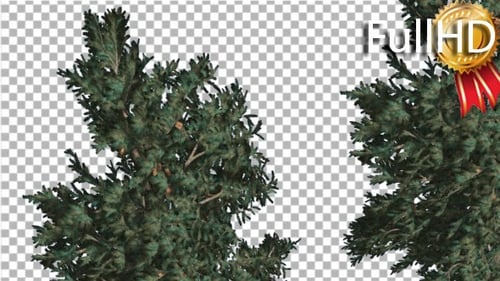 Zwei weiße Firs Crowns Coniferous Immergreen Thin