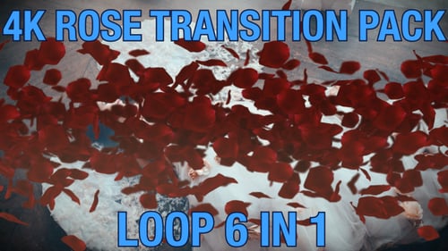 Romantic Rose Petal Falling and Rising Transitions