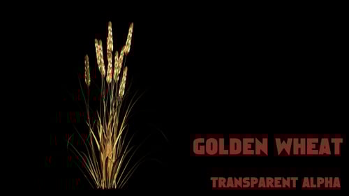 Realistic Golden Wheat Growing Animation with Alpha Channel