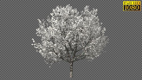 Blühender Baum im Frühling