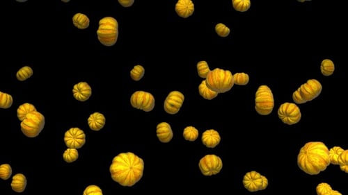 Infinite Rain of Sweet Dumpling Squash on Black
