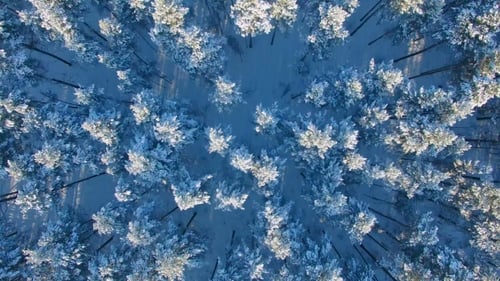 Aerial View of a Winter Forest.