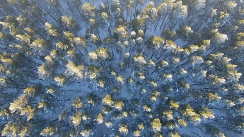 Aerial View of a Winter Forest.