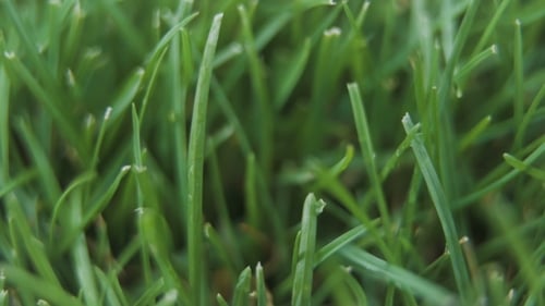 Of Fresh Trimmed Thick Grass