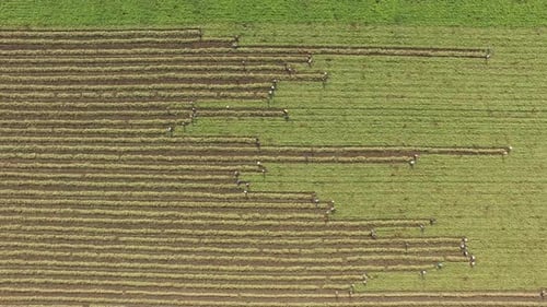 People Working in the Large Field at the Flat Plain