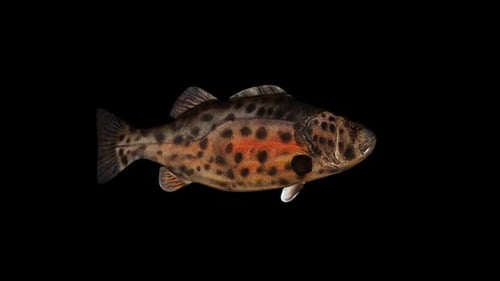 Giant Sea Bass