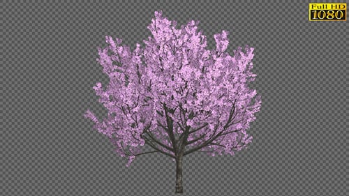 Pink Cherry Blossom Tree with Falling Petals Animation