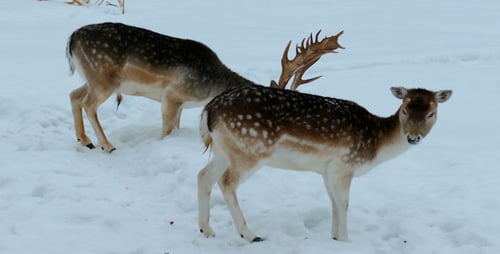 Deer