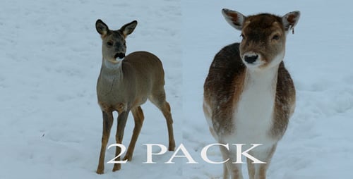 Doe