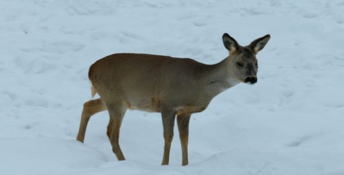 Deer