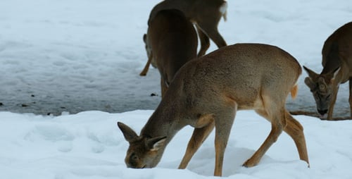 Doe