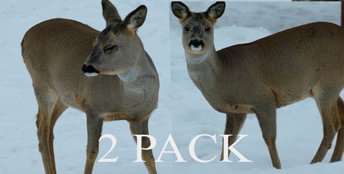 Brown Deer Walking in the Snowy Winter