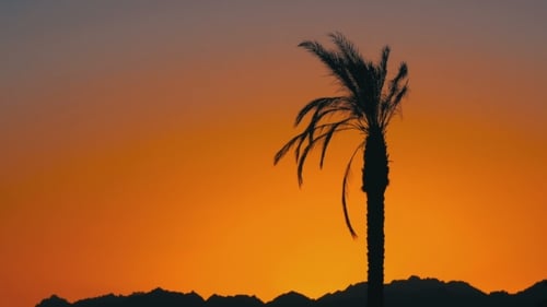 Palme bei Sonnenuntergang