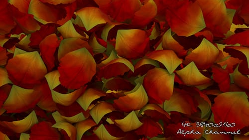 Rain Petals Transition