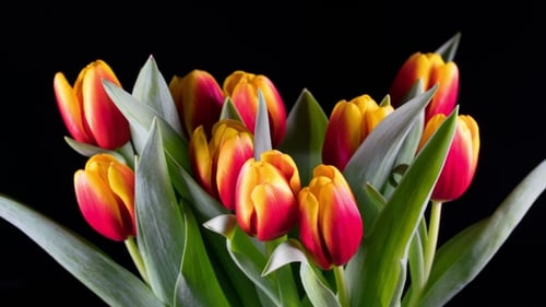 Opening Tulips against Black Background
