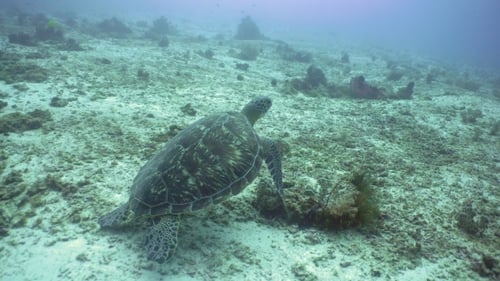 Meeresschildkröte unter Wasser