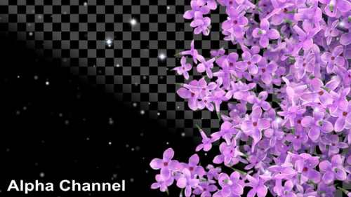 Flowers Lilac Falling
