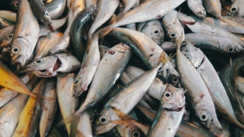 Meeresfrüchte auf dem Fischmarkt