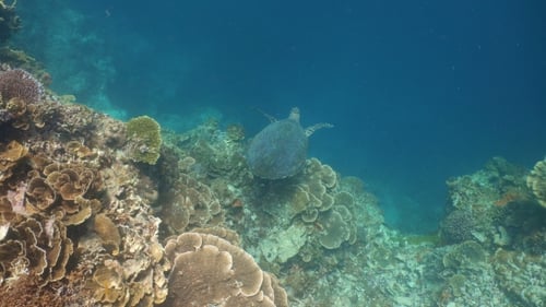 Sea Turtle Under Water