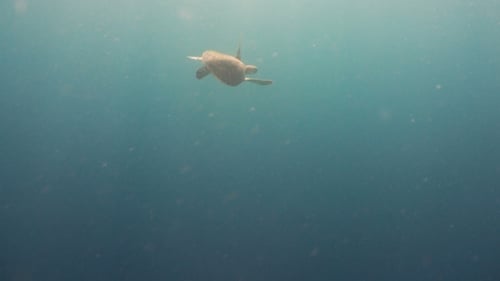 Sea Turtle Under Water