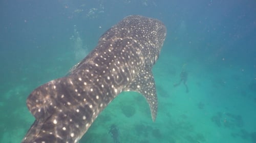 Whale Shark in Ocean