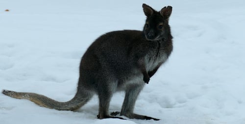 Känguru