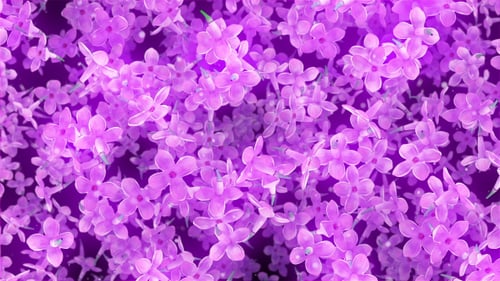Flowers Lilac Falling Background