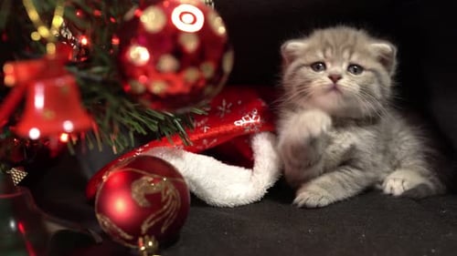 Playful Kitten with Christmas Tree and Ornaments