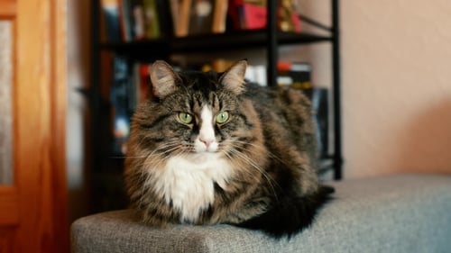 Fluffy Cat Resting on Gray Cushion Indoors