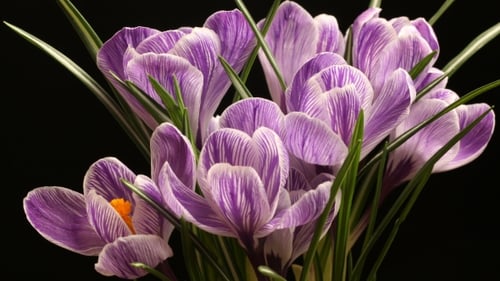 Flower Blooming Beautiful Spring On Black Background