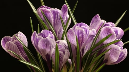 Blühender schöner Frühling auf schwarzem Hintergrund