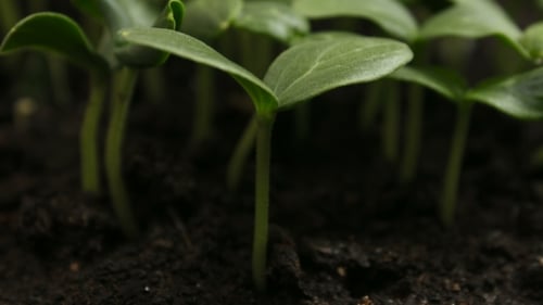Germinating Cucumber Seeds Agriculture Spring