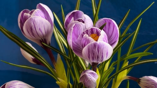 Fleur qui fleurit beau printemps