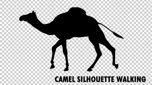 Silhouette camel