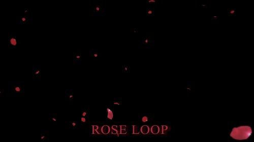 Rose 1