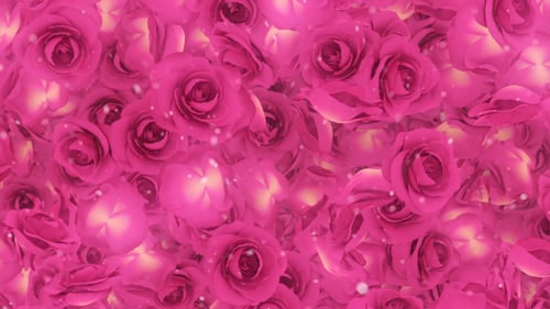 Roses sur fond rose