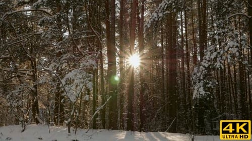 Sonne im Winterwald