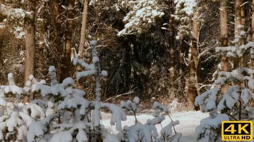 Snowy Trees in the Winter Forest